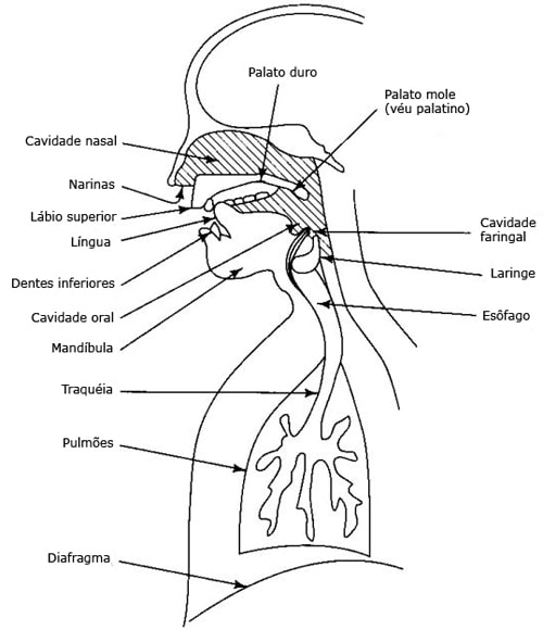 A imagem mostra um aparelho fonador do corpo humano.