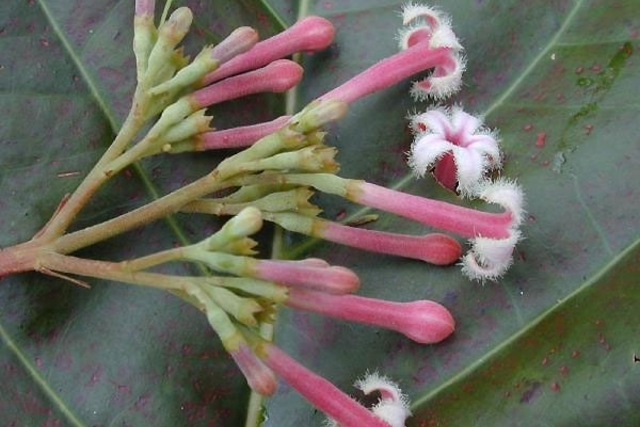 A foto mostra a planta chamada quina ou quinina, que deu origem à cloroquina.