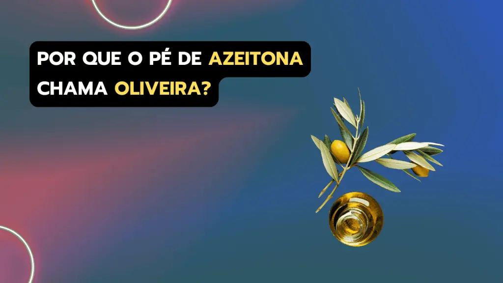 Por que a árvore da azeitona se chama Oliveira?